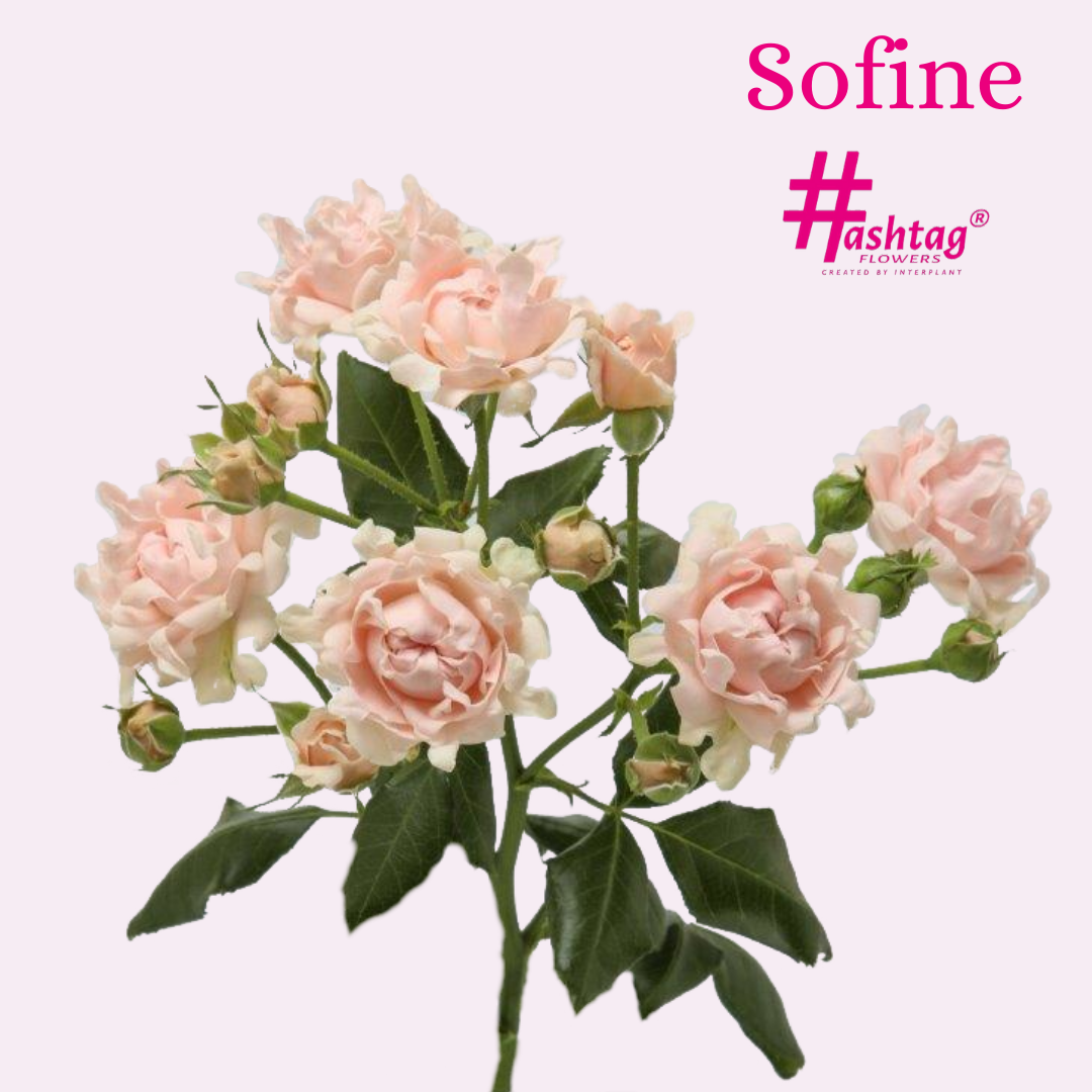 ROSE BR. # SOFINE 50